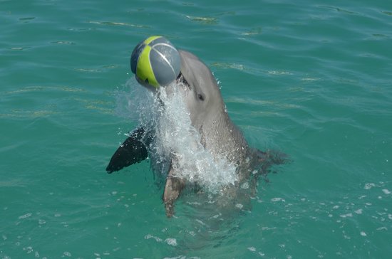 royal garrafon en isla mujeres + nado con delfines paquete swim adventure 1