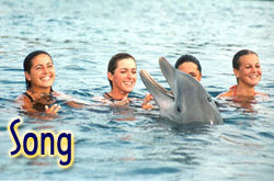 encuentro con delfines en pdc y puerto aventuras 2