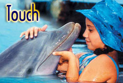 encuentro con delfines en pdc y puerto aventuras 3