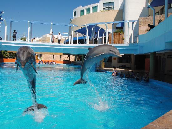 nado con delfines programa avanzado en el acuario de cancun 5