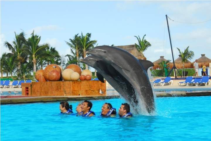 nado con delfines primax 4