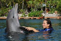 nado con delfines  5