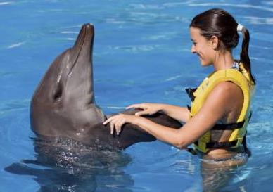 nado con delfines y ride (dsr) con entrada a wet and wild 1