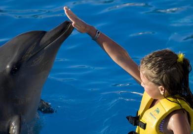 nado con delfines y ride (dsr) con entrada a wet and wild 5