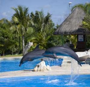 dolphin swim and ride con transportacion 2