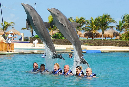 nado con delfines programa avanzado en el acuario de cancun 1