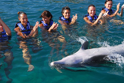 nado con delfines programa avanzado en el acuario de cancun 2