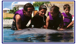 dolphin splash en cancun, puerto morelos o riviera maya 1