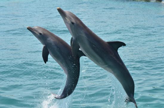 dolphin splash en cancun, puerto morelos o riviera maya 5