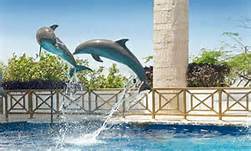 dolphin ride + la gran rueda 3