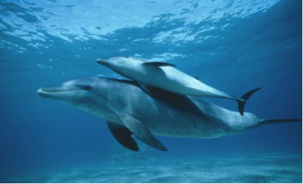 aventura en sian kaan y avistamiento de delfines 2
