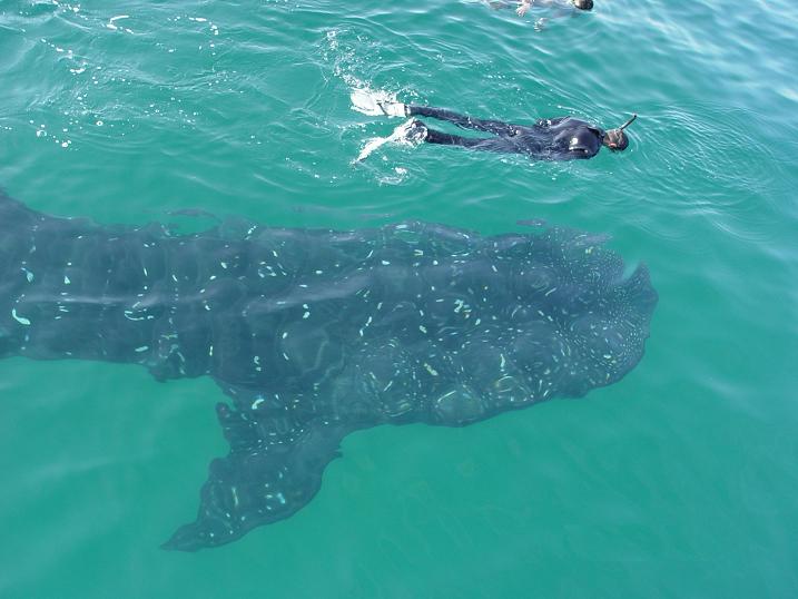 nado con tiburon ballena  4