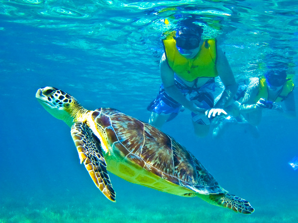 tulum - akumal y nado con tortugas 4
