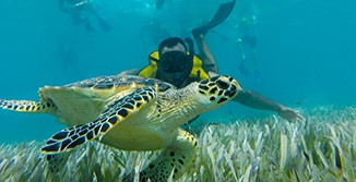 snorkel con tortugas  en el museo submarino 1