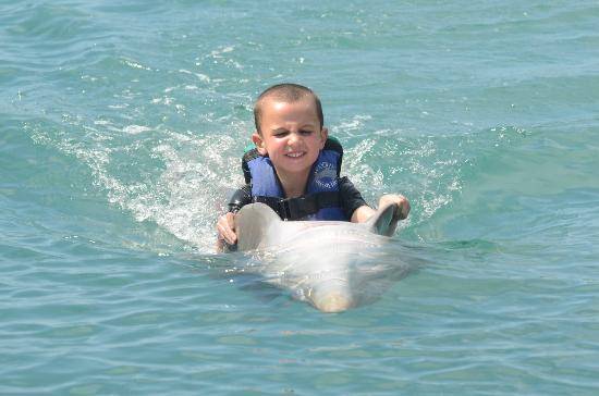 royal garrafon en isla mujeres + nado con delfines paquete swim adventure 2
