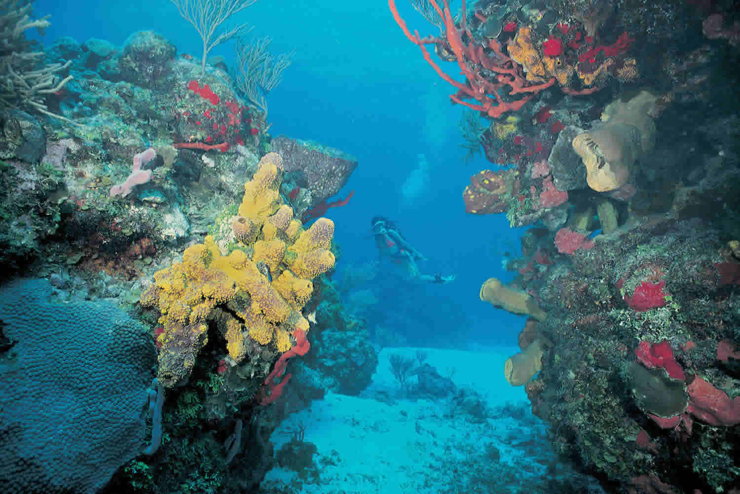 reef experience puerto morelos snorkeling 3