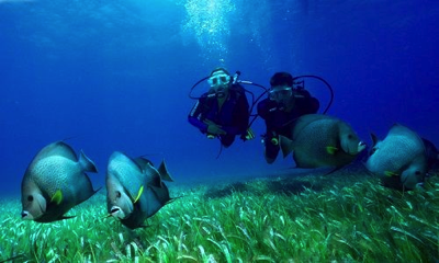 buceo certificado (buceo de un tanque para buzos certificados)  1