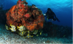 buceo certificado (buceo de un tanque para buzos certificados) 5