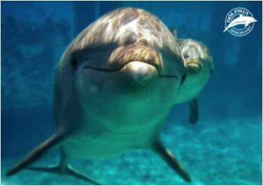 buceo con delfines en cozumel 3