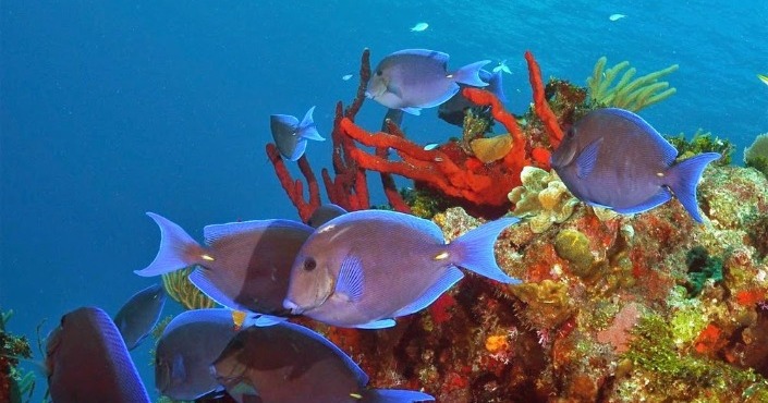 reef experience puerto morelos snorkeling 2