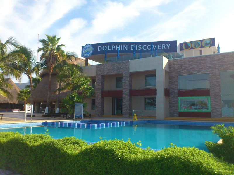 dolphin royal swim vip en isla mujeres 4