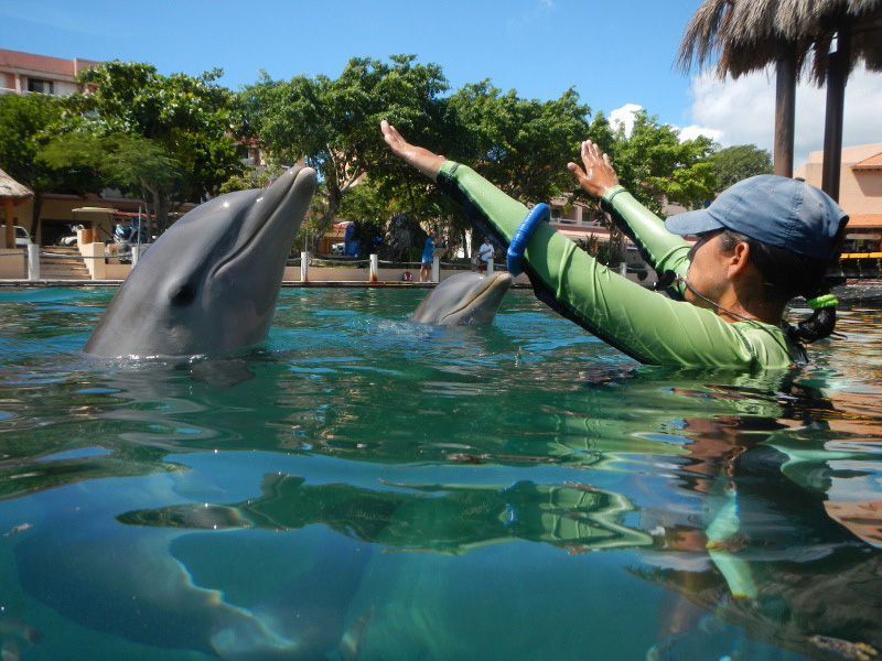 nado con delfines en pdc y puerto aventuras (royal swim) 5