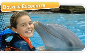 encuentro con delfines en isla mujeres 1