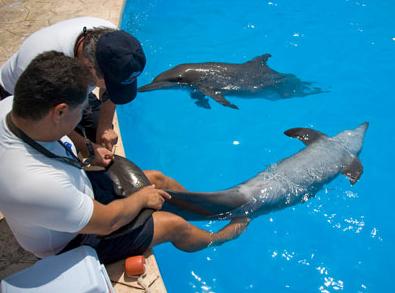 entrenador de delfines por un dia 1