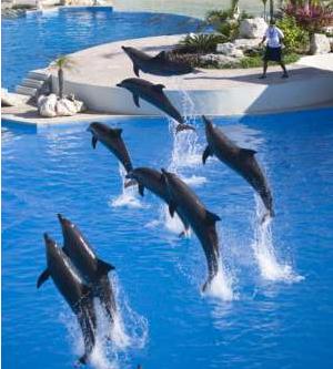 dolphin swim program (dsp) con transportacion 1
