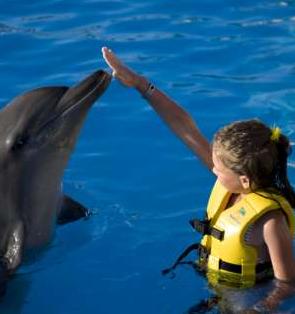 dolphin swim program (dsp) con transportacion 3