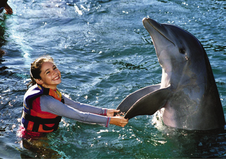 dolphin swim adventure en cozumel 4