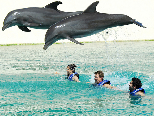 xel-ha y nado con delfines dolphinclusive ride 4