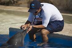 entrenador de delfines por un dia en xel ha 5