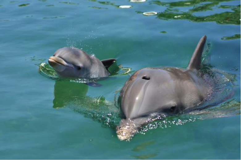 isla mujeres en catamarÁn, snorkel y nado con delfines 3