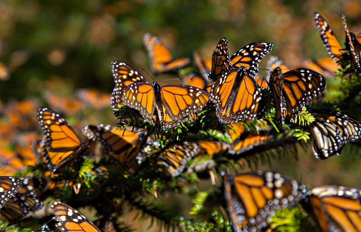 mariposa monarca - valle de bravo 3