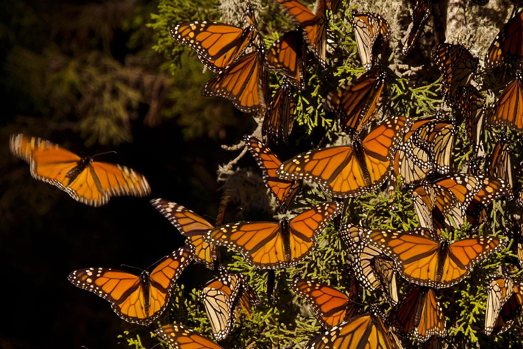 mariposa monarca - valle de bravo 2