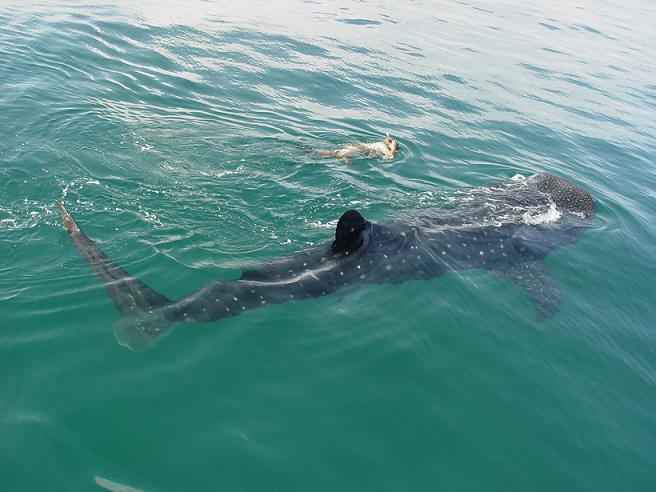 nado con tiburon ballena  5