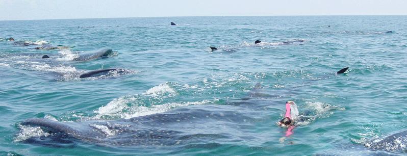 nado con tiburon ballena  5