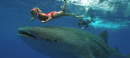 nado con tiburon ballena  1