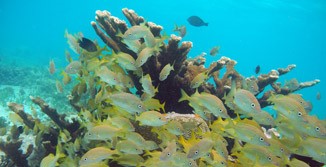 snorkel con tortugas  en el museo submarino 2