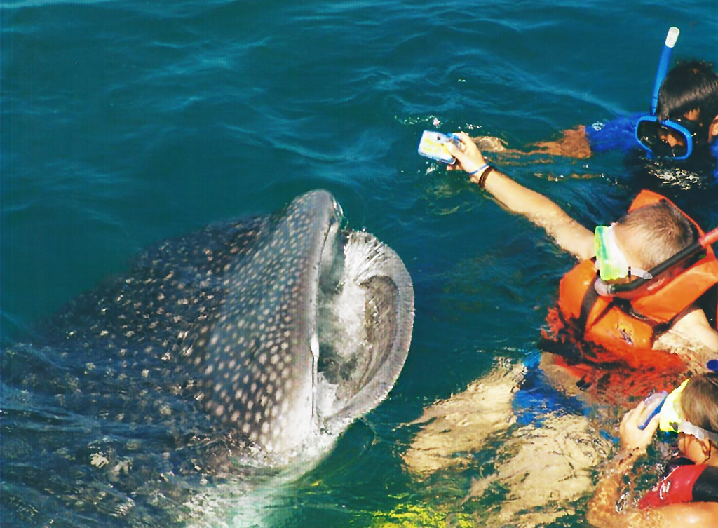 nado con tiburÓn ballena 5