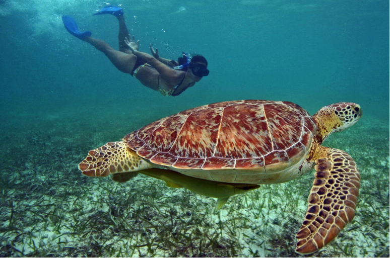 snorkel extremo y aventura en la selva (compartido) 4