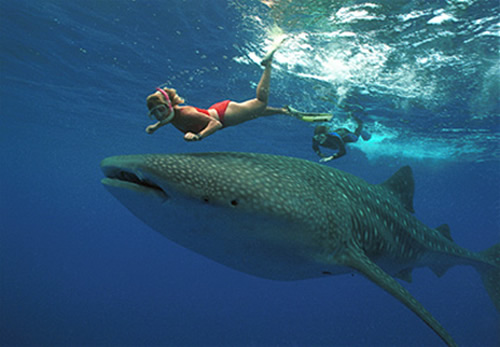 nado con tiburÓn ballena 1