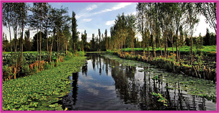 xochimilco y museo frida kahlo 2